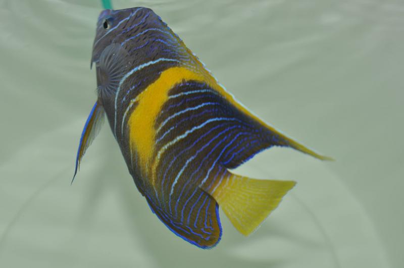 yellowbar angelfish 紫月神仙