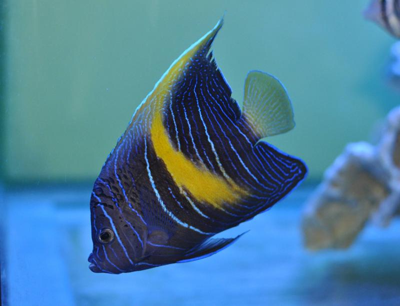 yellowbar angelfish 紫月神仙