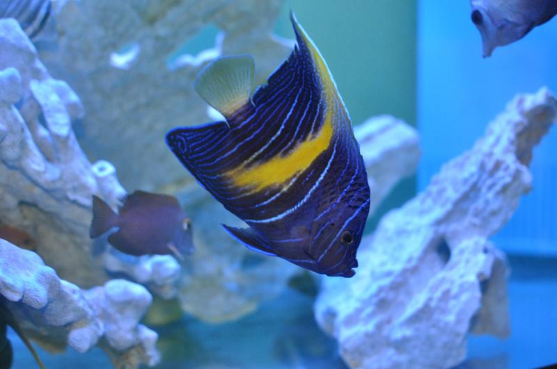 yellowbar angelfish 紫月神仙